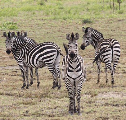 Kafue National Park