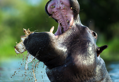 Ultimate Safari to Tarangire, Manyara & Ngorongoro