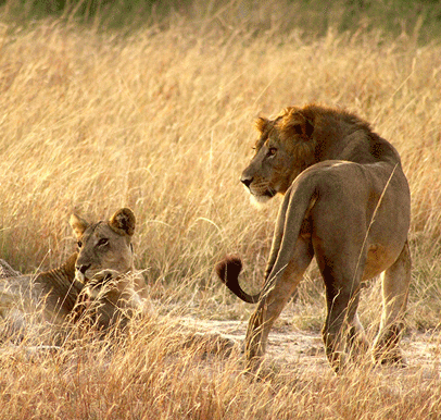 Queen Elizabeth National Park