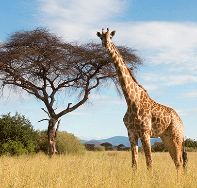 Ruaha National Park