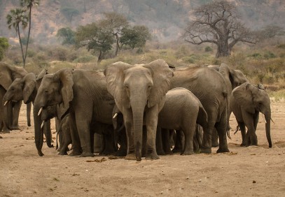 3-Day Serengeti & Ngorongoro Private Tour