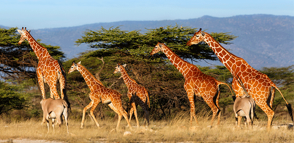 Samburu National Reserve 1
