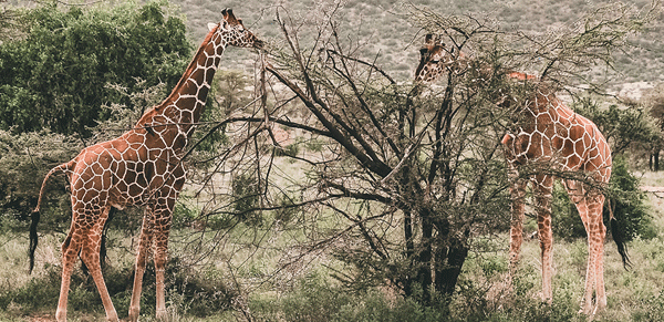 Samburu National Reserve 2