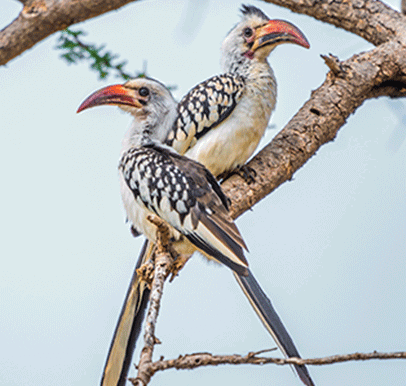 Samburu National Reserve