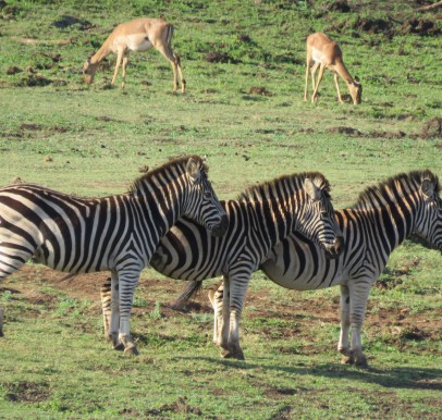 Phinda Private Game Reserve