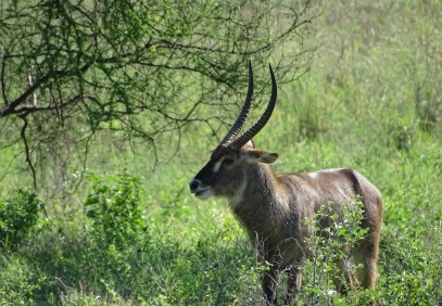 Explore the Iconic Northern Circuit Safari