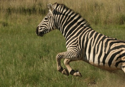 4-Day Serengeti & Ngorongoro Lodge Safari