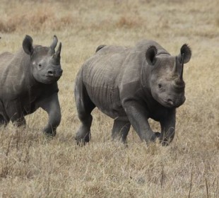 7 Days Rhino Ngorongoro Crater Safari