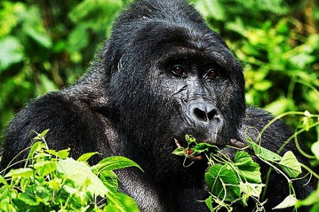 4 Days Uganda Safari, Gorilla and Chimpanzee