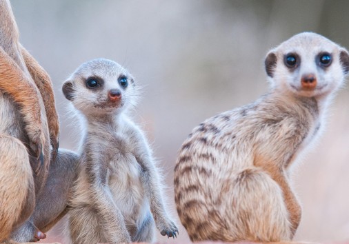 Habituated Meerkats