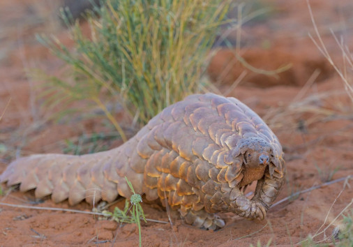 Pangolin Emerging From Burrow 1920x1278