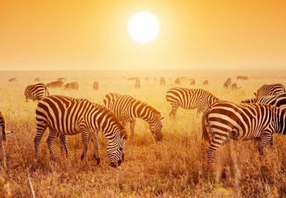 4 Days Safari Serengeti National Park and Ngorongoro Crater