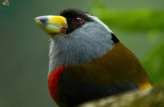 15-Day Colombia Bird Photography Safari