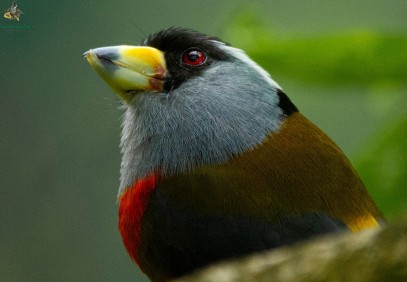 15-Day Colombia Bird Photography Safari