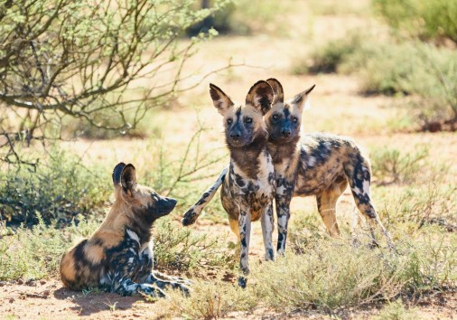 Wild Dogs