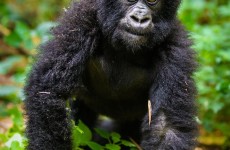 6-Days Rwanda Primates Safari Gorilla & Chimpanzee Trekking