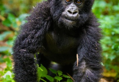 6-Days Rwanda Primates Safari Gorilla & Chimpanzee Trekking