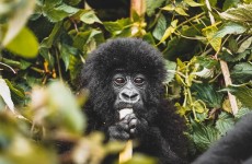 5 Days Remarkable Rwanda Tour