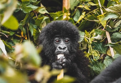 5 Days Remarkable Rwanda Tour