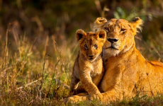 3 Days Kenya Masai Mara Safari