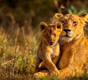 3 Days Kenya Masai Mara Safari