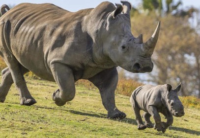 4 Days Masai Mara & Lake Nakuru National Park Safari