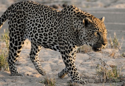 4-Day Private Serengeti, Ngorongoro & Tarangire Safari