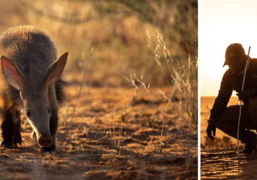 Tracking Elusive Species Aardvark