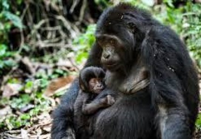 9-Day Adventure Safari in Uganda