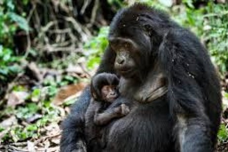 9-Day Adventure Safari in Uganda