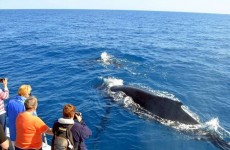 7 Days Sri Lankan Big Five, Wildlife & Whales