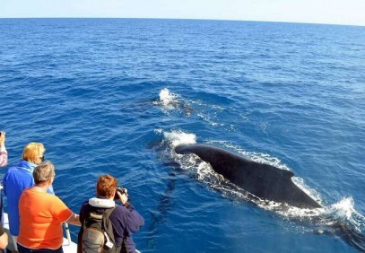 7 Days Sri Lankan Big Five, Wildlife & Whales