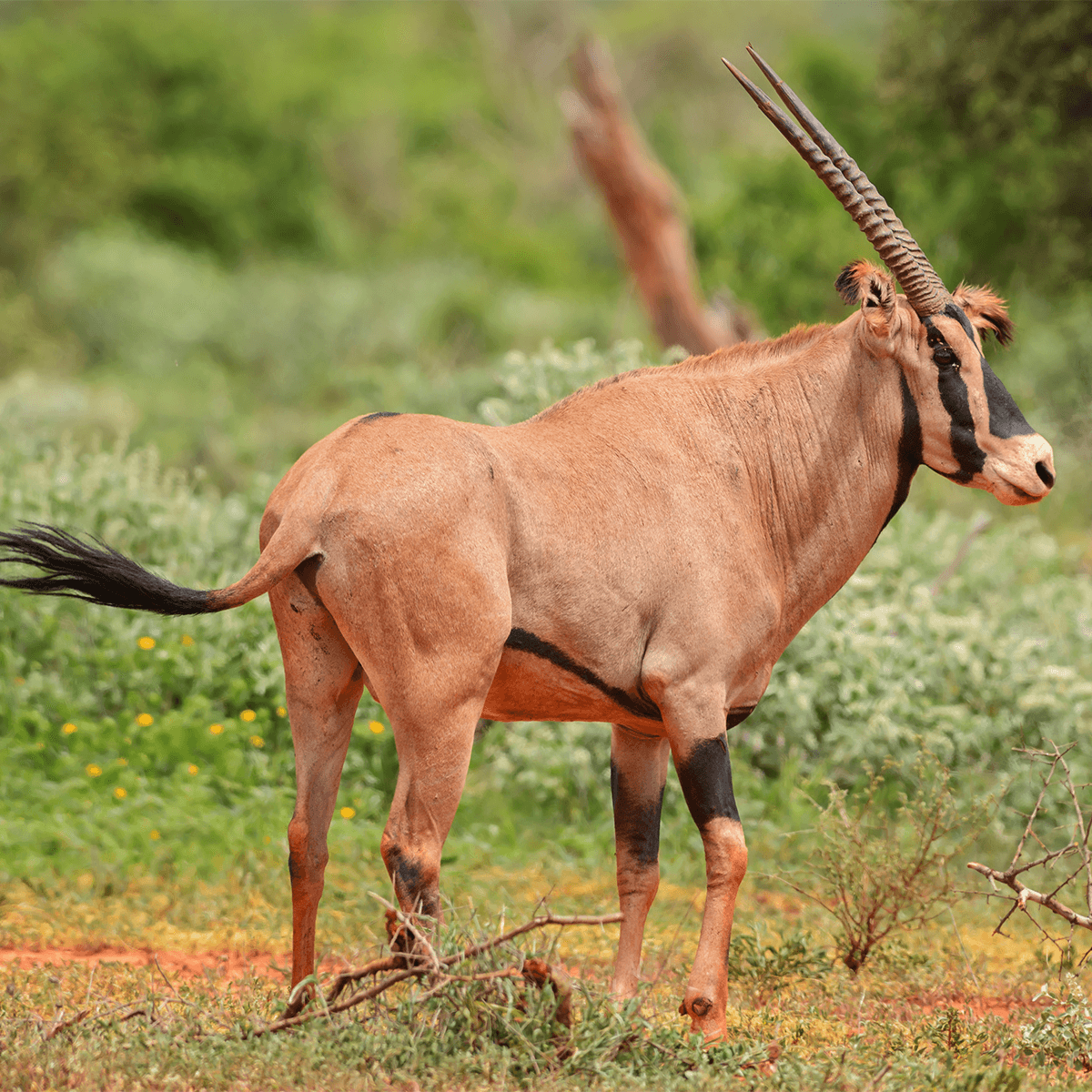 Coke's Hartebeest