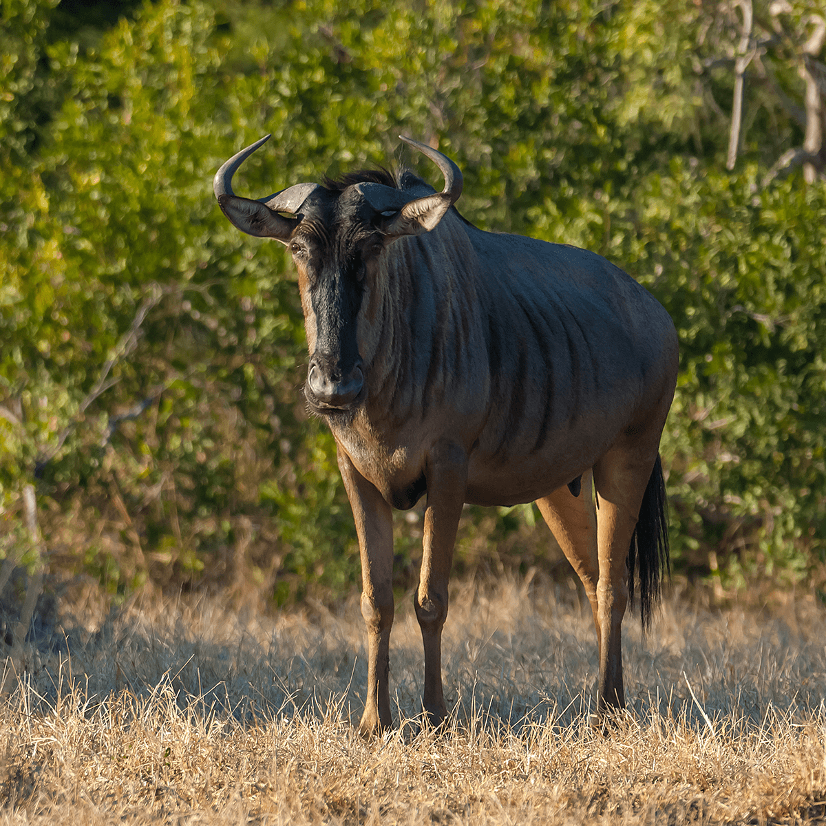 Black and Blue Wildebeest