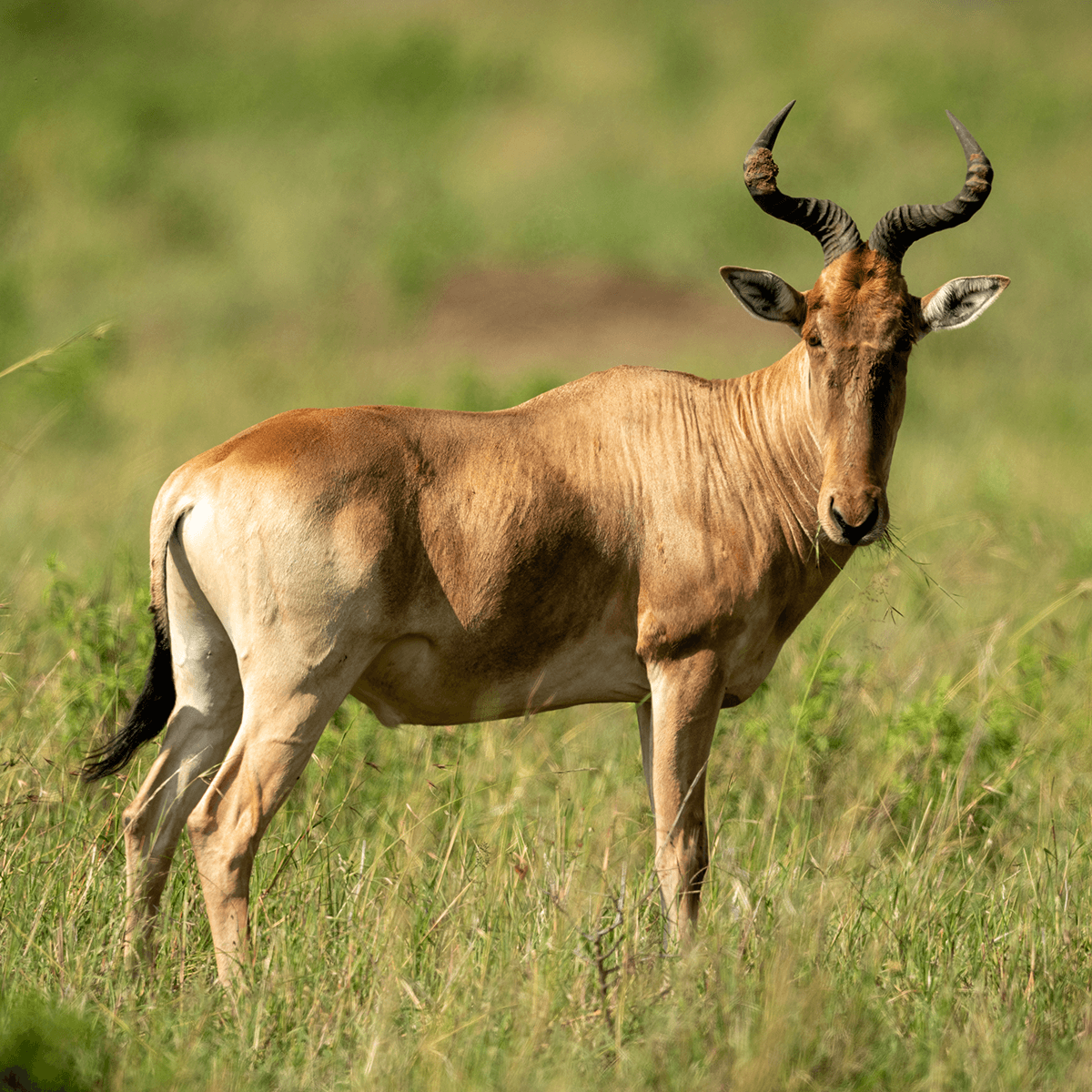 Coke's Hartebeest