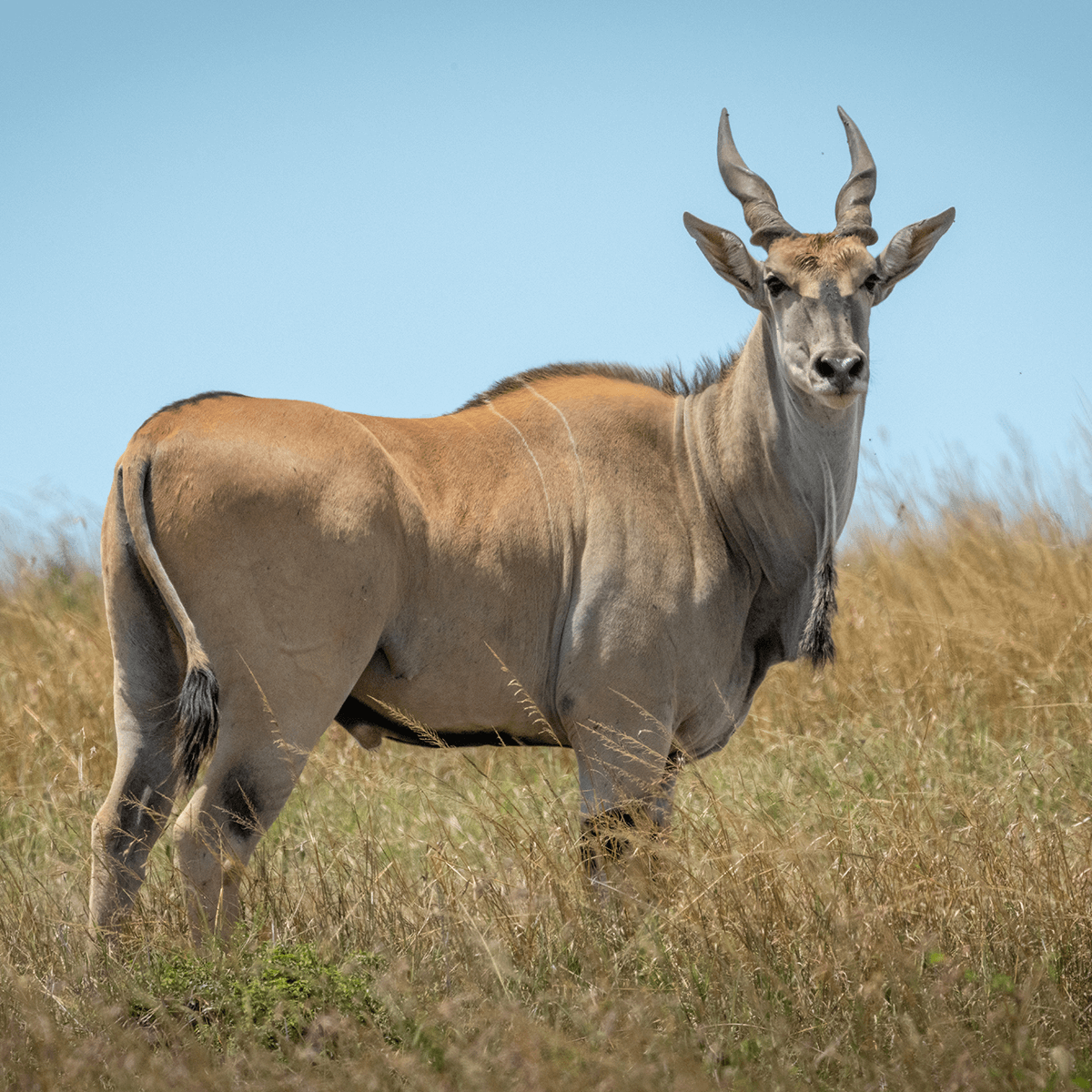 Common Eland
