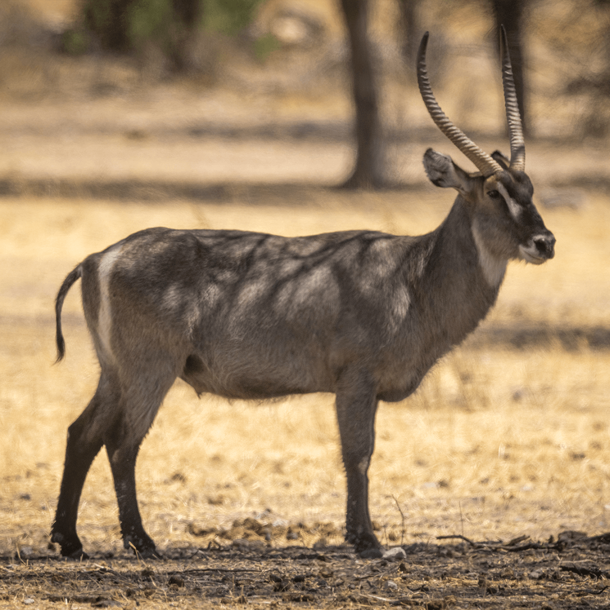 Common Waterbuck