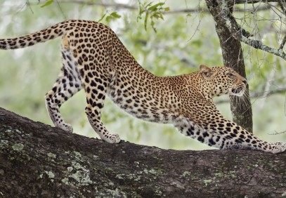 4-Day Serengeti, Ngorongoro & Lake Manyara Group Safari