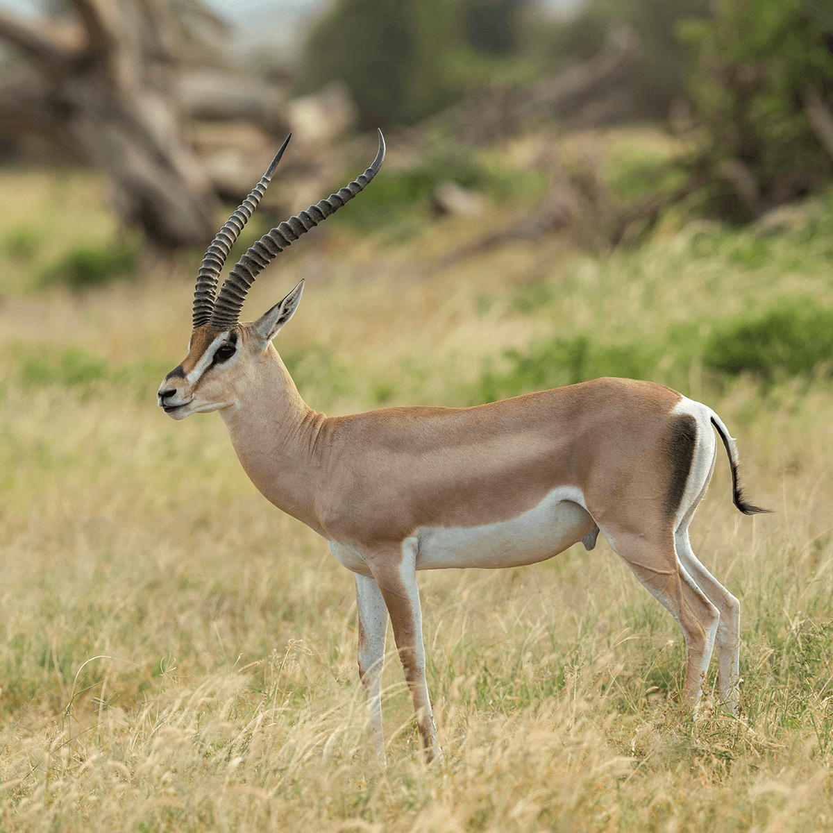 Thomson’s and Grant's Gazelle