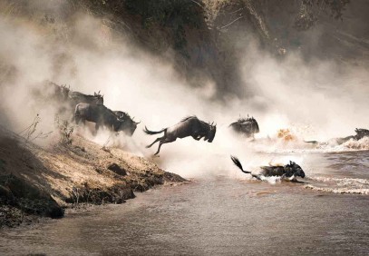 The Great Migration Safari