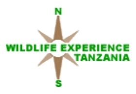 Wildlife Experience Tanzania