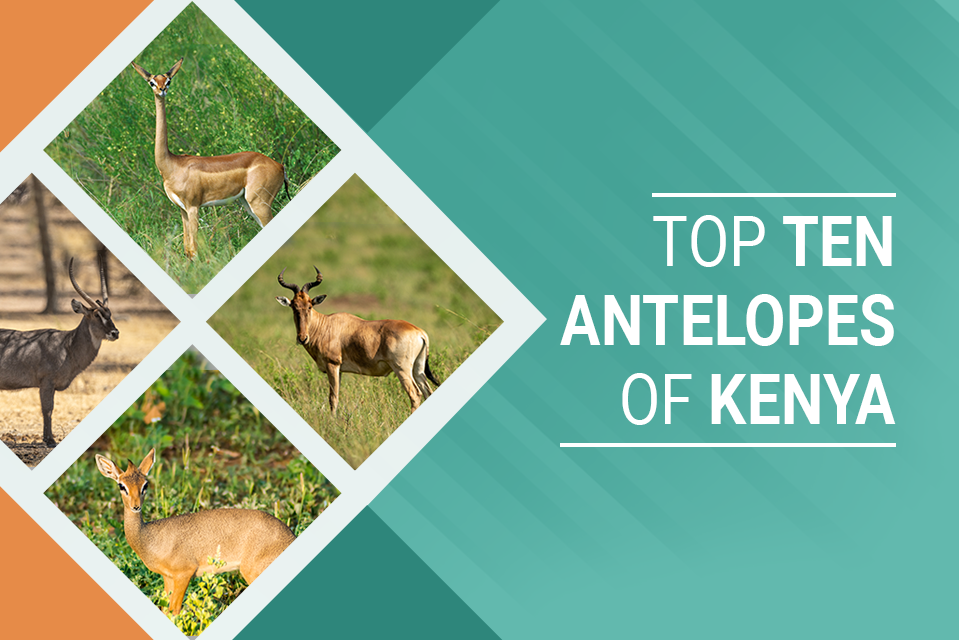 Top Ten Antelopes of Kenya