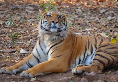 Central India Safari from Delhi