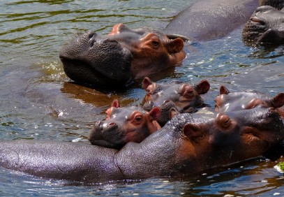 5 Days Queen Elizabeth National Park Wildlife Safari