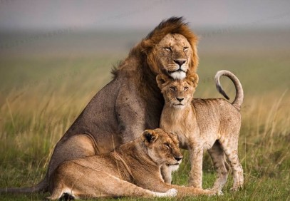 6 Days Maasai Mara, Amboseli and Lake Naivasha Safari