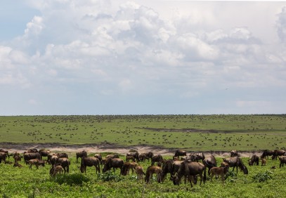 5 Days Safari Serengeti, Ngorongoro & Tarangire