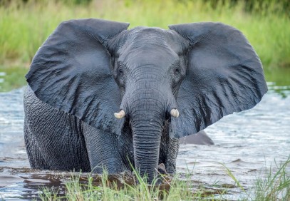3 Days Tarangire, Manyara, Ngorongoro Camping Safari