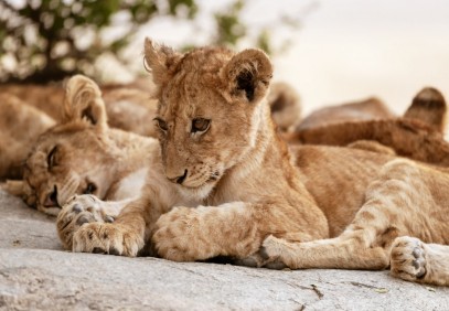 3-Day Camping Safari to Tarangire, Ngorongoro & Lake Manyara