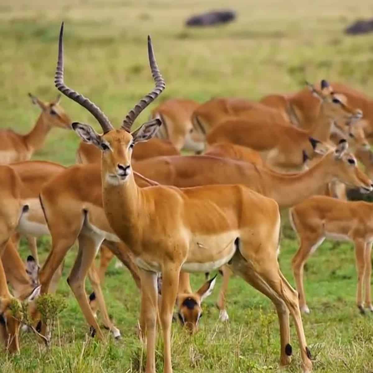 Safarideal Antelope Impala
