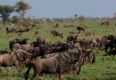 7-Day Journey of the Wildebeest Safari
